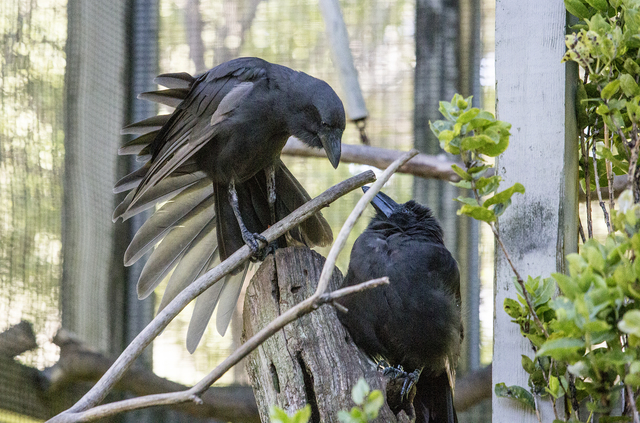 4160027_web1_Keauhou_Bird_Conservation_Center_Alala_2.jpg