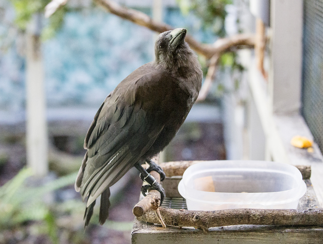 4160027_web1_Keauhou_Bird_Conservation_Center_Alala_8.jpg