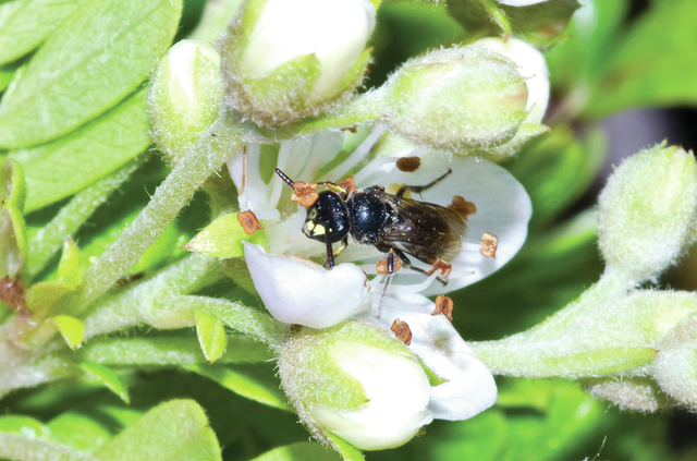 4258597_web1_Hawaii-Endangered-Bee_Chri.jpg