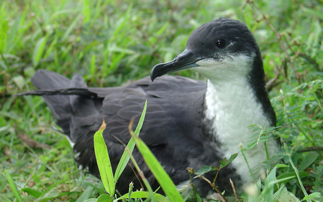 4272875_web1_20141019_shearwater_kauai.jpg