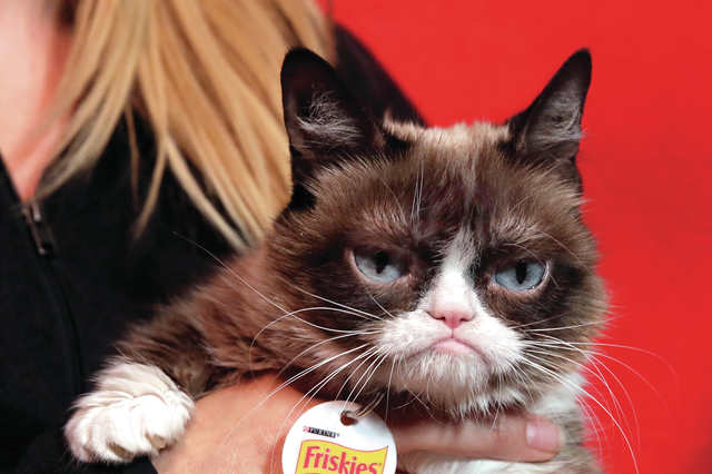 4540455_web1_People-Grumpy-Cat_Chri.jpg