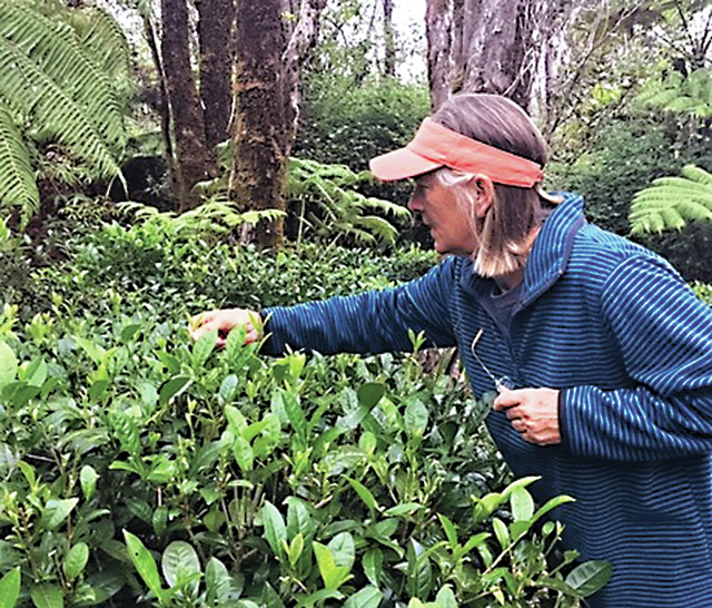 4563757_web1_Farm-Tour---Picking-Tea.jpg