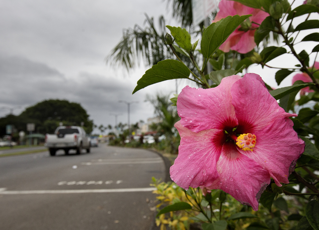 4733693_web1_Flower_Rainfall.jpg