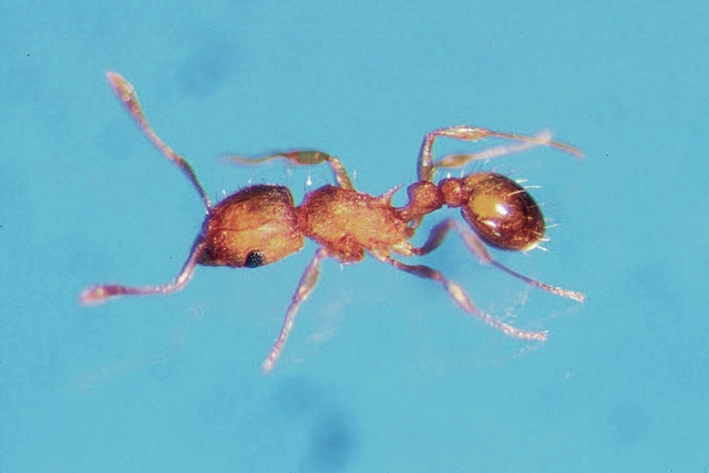 4748483_web1_CTY-Little-Fire-Ant-Worker.jpg