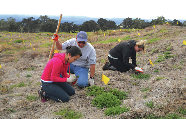 4939983_web1_Volunteers-planting.jpg