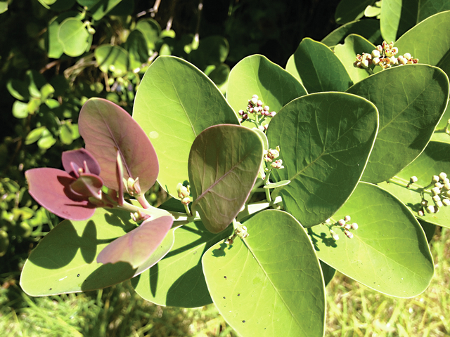 4985217_web1_Sandalwood-blooms-in-Hawaii-Volcanoes-National-Park.jpg