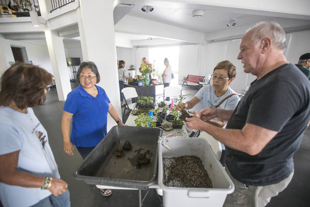 5584556_web1_Bonsai_at_Wailoa_3.jpg