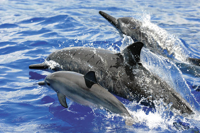 5905069_web1_Spinner_Dolphins.jpg