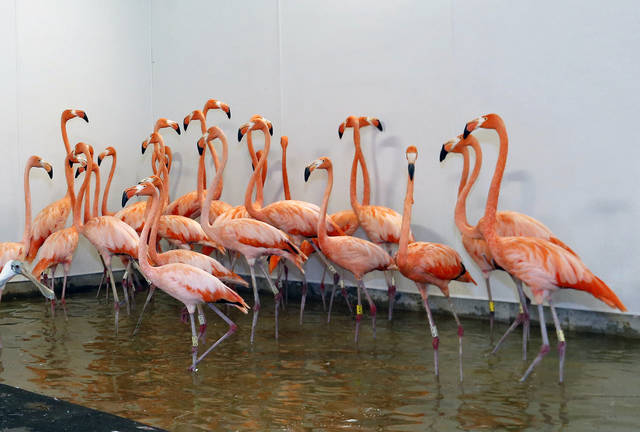 5914792_web1_Flamingos.jpg