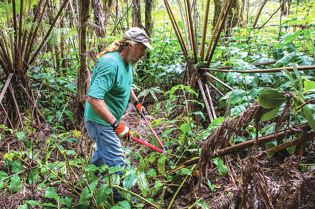 5974576_web1_A-volunteer-removes-invasive-Himalayan-ginger_NPSphoto_JaniceWei.jpg