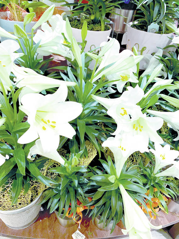 Tropical Gardening: Save that Easter lily after the holiday - Hawaii  Tribune-Herald