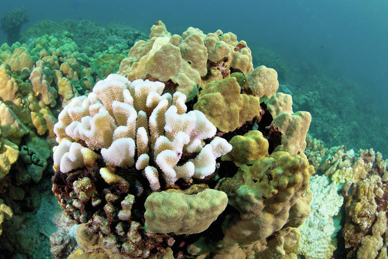 Even worse coral bleaching expected - Hawaii Tribune-Herald