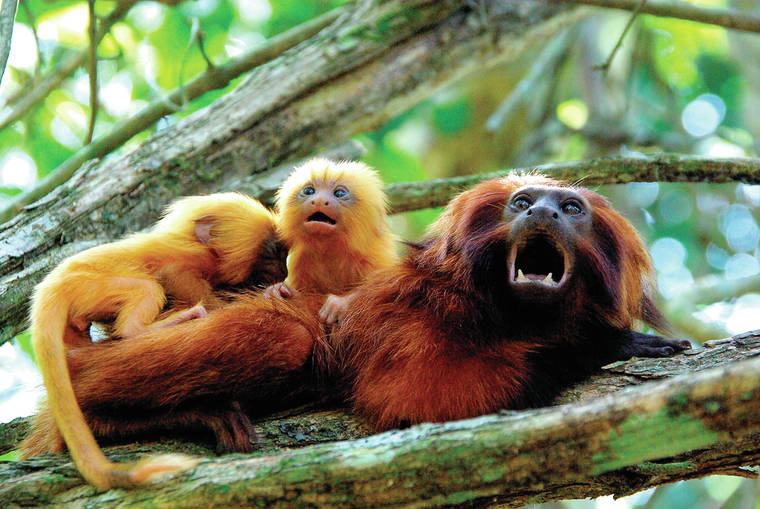 Animals That Only Live In Hawaii / Hawaii Counts Meet 10 Island Birds Now Eligible For Your Life List Audubon : The middle class in hawaii lives at what their mainland counterparts would consider poverty levels.