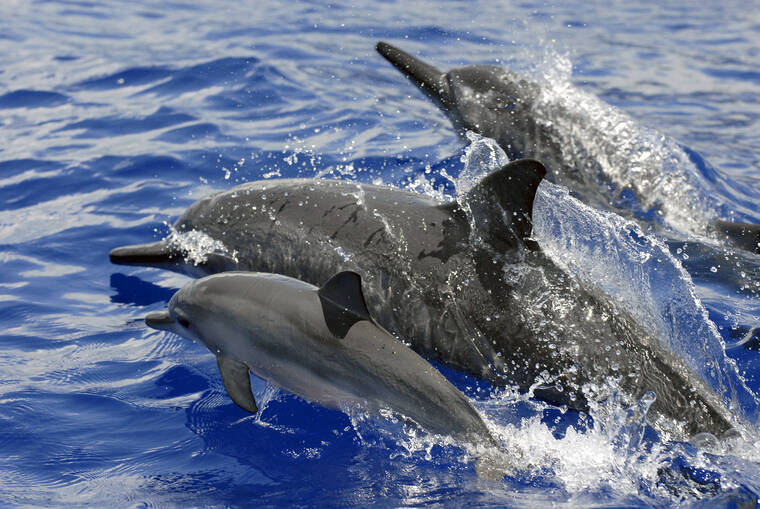 Dolphins go safe over sexy — or did they? — in selecting exuberant