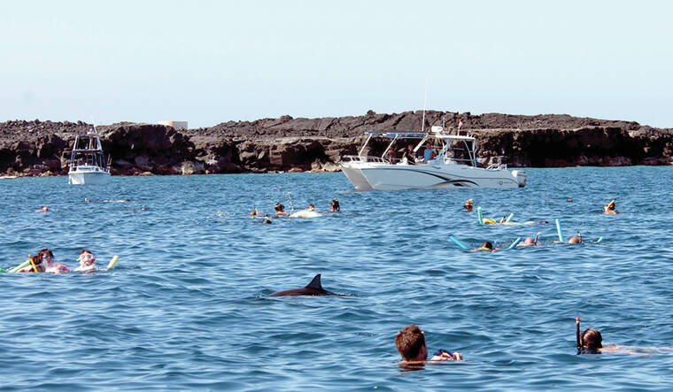 NOAA administrator ratifies dolphin swim ban - West Hawaii Today