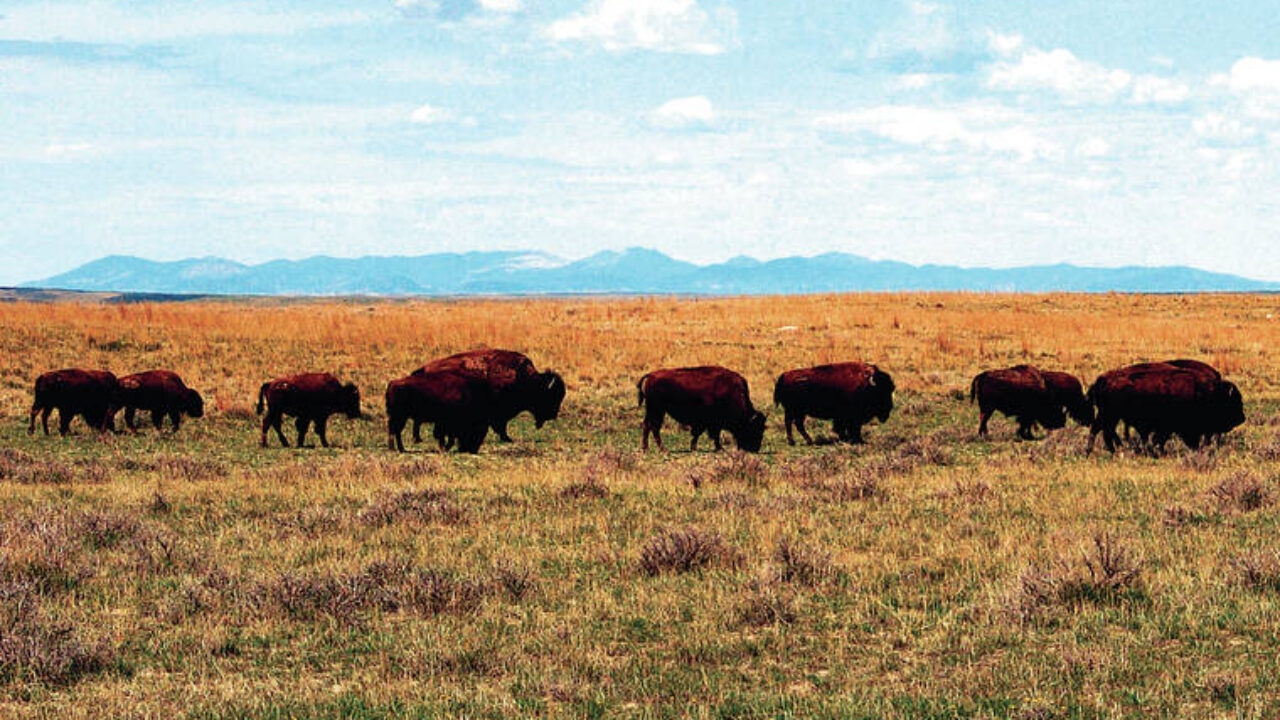 American Buffalo: Spirit of a Nation, About, Nature