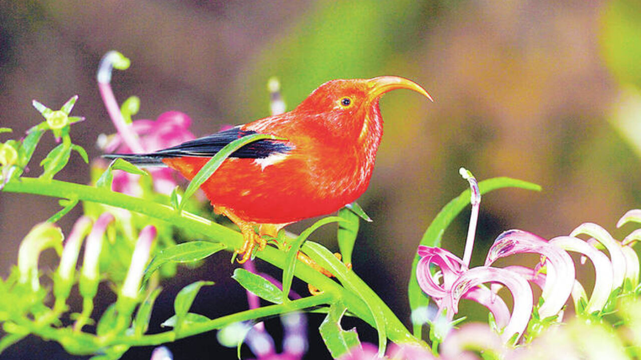 Federal government lists 8 Hawaiian birds as extinct - Hawaii