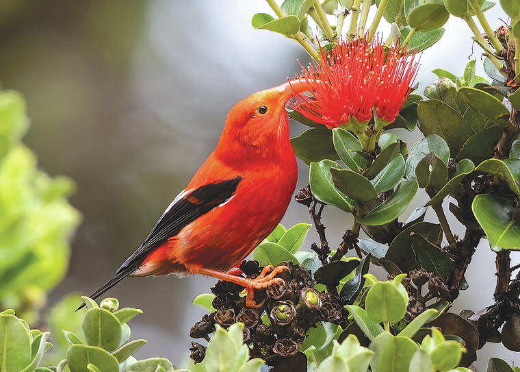 Donations Sought To Help Preserve Hakalau Wildlife Refuge Hawaii   Web1 Iiwi In Lehua A6A9801 1  