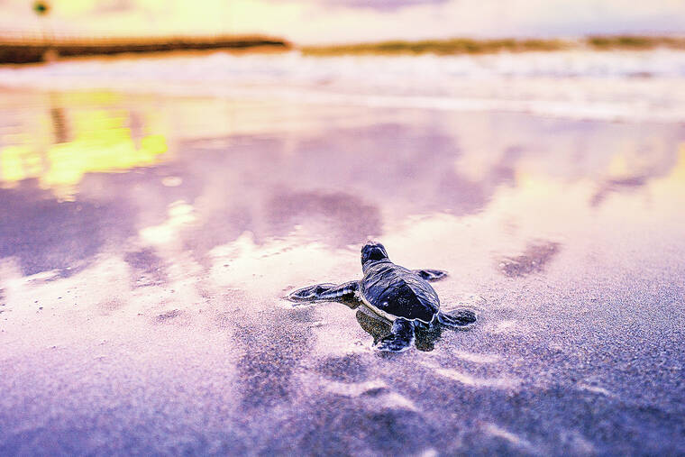 TINY TURTLE: This baby - Missouri Dept. of Conservation