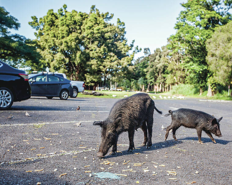 More strategies mulled for feral pig conundrum