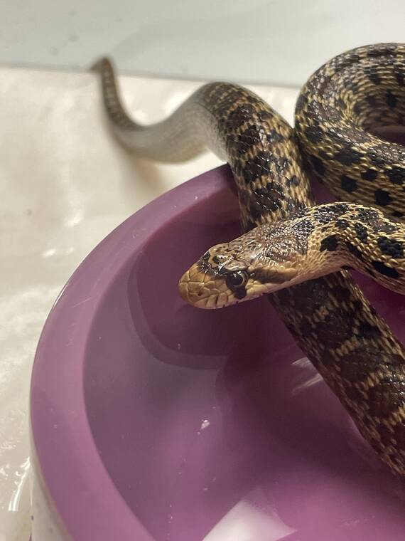 Ag inspectors find live snake in Hilo